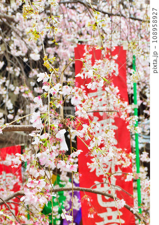 京都 紫雲山頂法寺 六角堂の美しい枝垂れ桜(京都市中京区) 京都 紫雲山頂法寺 六角堂の美しい枝垂れ桜(京都市中京区) 108958927
