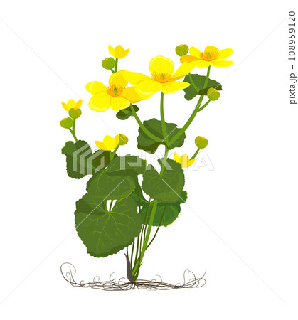 Vector flowers of Marsh Marigold Vector flowers of Marsh Marigold 108959120