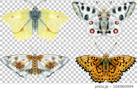 Set of watercolor butterflies different colors, isolated on white Set of watercolor butterflies different colors, isolated on white 108960994