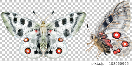 The Mountain Apollo is a butterfly of the family Papilionidae 108960996