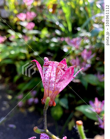 何だか微笑ましいホトトギスの花 何だか微笑ましいホトトギスの花 108961112