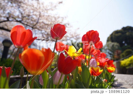 港の見える丘公園、花、4月、春、チューリップ、ピンク、桜、赤、黄色、白、横浜、風景、日本、神奈川、空 港の見える丘公園、花、4月、春、チューリップ、ピンク、桜、赤、黄色、白、横浜、風景、日本、神奈川、空 108961120