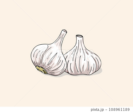 Vector color illustration of garlic. Garlics isolated on white background. Vegetable Icon. Garlic hand drawn vector illustration set. 108961189