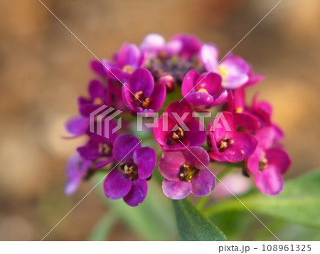 小さい小さいペンタスの花 小さい小さいペンタスの花 108961325