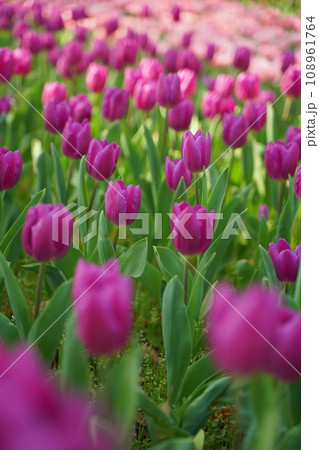 横浜公園、花、4月、春、チューリップ、ピンク、赤、黄色、白、横浜、風景、日本、神奈川、空、青、雲、屋 横浜公園、花、4月、春、チューリップ、ピンク、赤、黄色、白、横浜、風景、日本、神奈川、空、青、雲、屋 108961764