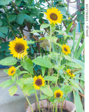 鉢植えのひまわり 鉢植えのひまわり 108962206
