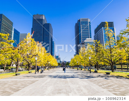 東京駅前　行幸通りのイチョウ並木　秋景 108962314