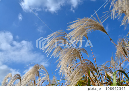 青空に映えるススキ 青空に映えるススキ 108962345