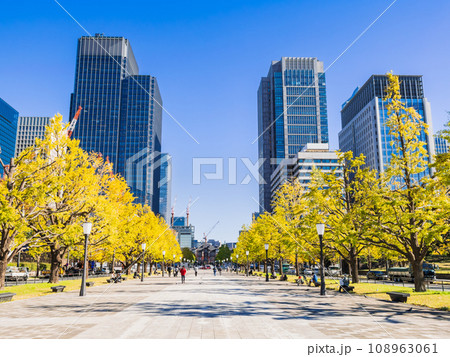 東京駅前 行幸通りのイチョウ並木 秋景 東京駅前 行幸通りのイチョウ並木 秋景 108963061