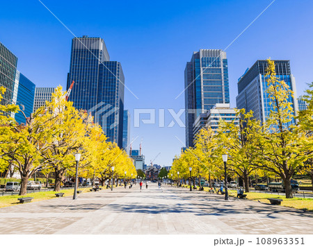 東京駅前　行幸通りのイチョウ並木　秋景 108963351