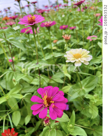 花 フラワー お花 108963532