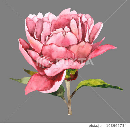 Hand drawn watercolor pink peony Hand drawn watercolor pink peony 108963754