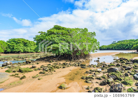 天然記念物　宮良川のヒルギ林　沖縄県石垣島 108963769