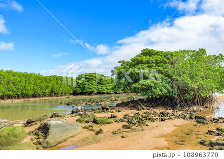 天然記念物 宮良川のヒルギ林 沖縄県石垣島 天然記念物 宮良川のヒルギ林 沖縄県石垣島 108963770