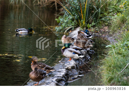 A family of ducks, geese swims in a water channel, river, lake. Lots of reeds and water lilies. Beautiful ducks float along the river, lake, water channel. Ducks are beautifully reflected in water. 108963816