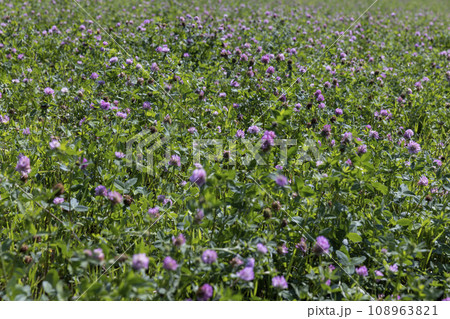a field with clover for feeding animals on the farm a field with clover for feeding animals on the farm 108963821