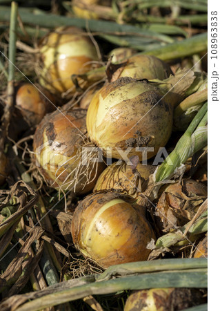 onion harvest during drying in the garden onion harvest during drying in the garden 108963838
