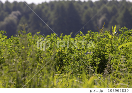 field with grass for harvesting fodder for cows 108963839