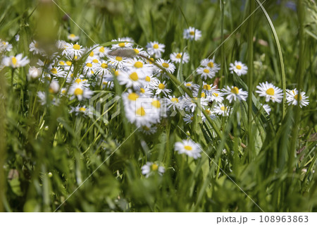 white daisy flowers in the park in spring 108963863