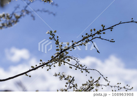 cherry blossoms in the orchard in spring 108963908