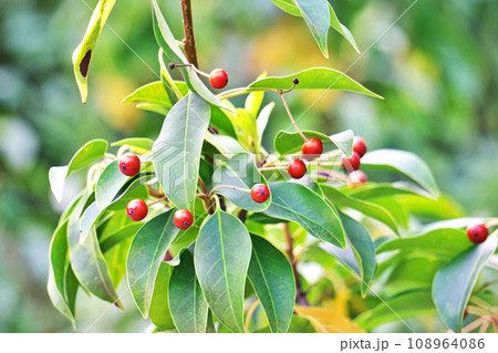 赤いソヨゴの実（秋、十一月） 108964086