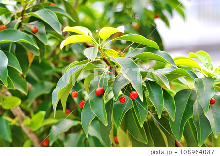 赤いソヨゴの実（秋、十一月） 108964087