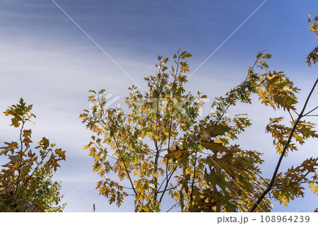 oak tree during the autumn season before leaf fall 108964239