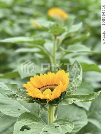 花 フラワー お花 108964316