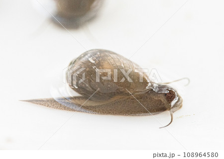 サカマキガイ 108964580