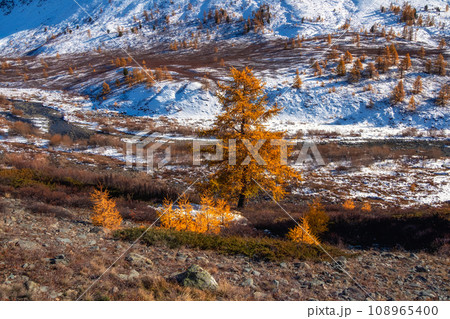 Golden larches on the background of snowy mountains. Sunny autumn landscape. The amazing nature of the end of autumn in the mountains. Impressive natural background. Golden larches on the background of snowy mountains. Sunny autumn landscape. The amazing nature of the end of autumn in the mountains. Impressive natural background. 108965400