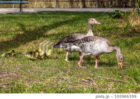 Family of greylag geese, Anser anser with small babies. 108966399