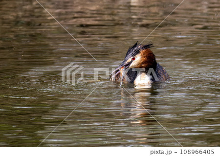 Great Crested Grebe, Podiceps cristatus has caught a fish. 108966405