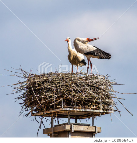 White Stork, Ciconia ciconia on the nest in Oettingen, Swabia, Bavaria, Germany, Europe 108966417