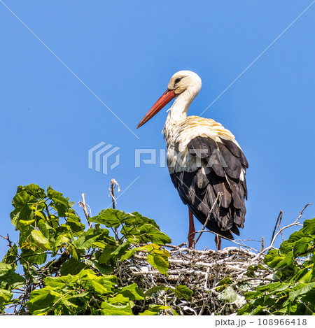 White Stork, Ciconia ciconia on the nest in Oettingen, Swabia, Bavaria, Germany, Europe White Stork, Ciconia ciconia on the nest in Oettingen, Swabia, Bavaria, Germany, Europe 108966418