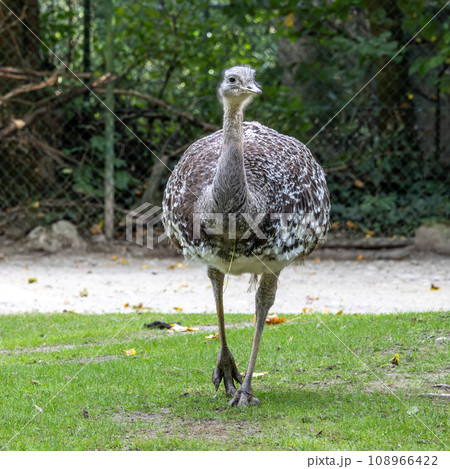 Darwin's rhea, Rhea pennata also known as the lesser rhea. 108966422