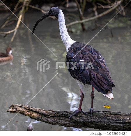 The Straw-necked Ibis, Threskiornis spinicollis is a bird of the ibis family The Straw-necked Ibis, Threskiornis spinicollis is a bird of the ibis family 108966424