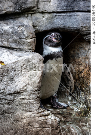 Humboldt Penguin, Spheniscus humboldti in a park Humboldt Penguin, Spheniscus humboldti in a park 108966440