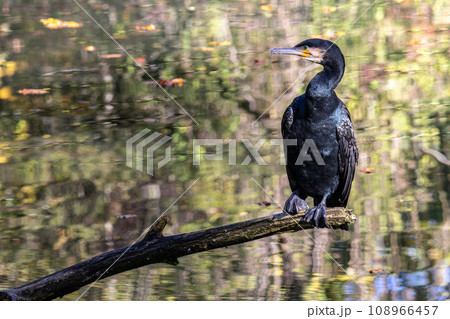 The great cormorant, Phalacrocorax carbo sitting on a branch The great cormorant, Phalacrocorax carbo sitting on a branch 108966457