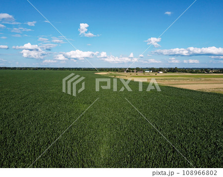 Huge cornfield on a sunny summer day, aerial view. Blue sky over green farm field, landscape. 108966802