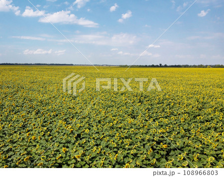 A picturesque field of sunflowers under a blue sky, aerial view. A farm field on a hot summer day, landscape. 108966803