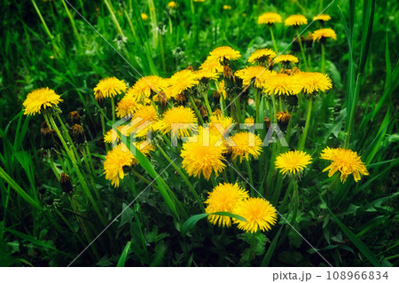A cluster of vibrant yellow dandelions is seen amidst a lush green field in the photo. A cluster of vibrant yellow dandelions is seen amidst a lush green field in the photo. 108966834