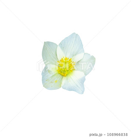 A white flower with a yellow center captured in detail. A white flower with a yellow center captured in detail. 108966838