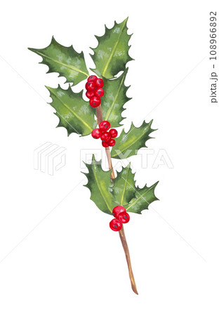 Christmas holly branch with red berries.Botanical illustration for holiday decoration. Merry Christmas, Happy New Year.Element for design, decor or print. Handmade watercolor and marker art 108966892