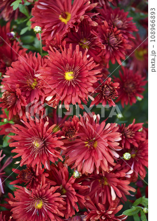 A bouquet of beautiful bright red chrysanthemum flowers in a green garden. Large red flowers. 108966893