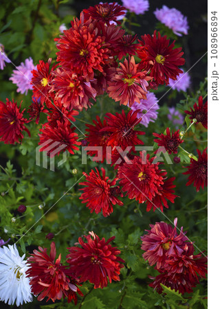 A bouquet of beautiful bright red chrysanthemum flowers in a green garden. Large red flowers. 108966894
