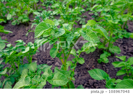 This is a close-up photo of a potato plant in a field. The plant has green leaves and is growing in dark soil. The background is filled with more potato plants. 108967048