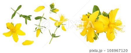 saint john's wort or Hypericum flowers isolated on white background. Top view. Flat lay saint john's wort or Hypericum flowers isolated on white background. Top view. Flat lay 108967120