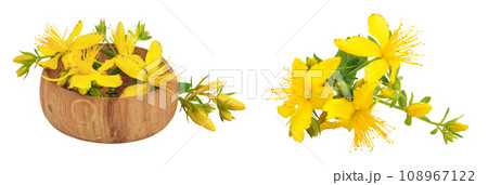 saint john's wort or Hypericum flowers in wooden bowl isolated on white background saint john's wort or Hypericum flowers in wooden bowl isolated on white background 108967122