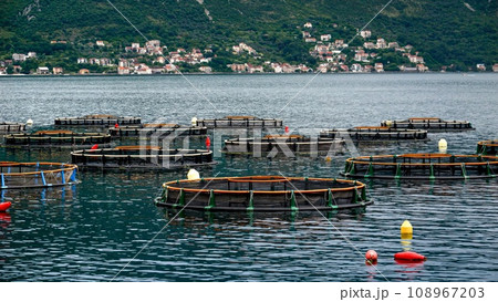 Round floating fish farms on the sea. Growing seafood, mussels and oysters. Seafood business Round floating fish farms on the sea. Growing seafood, mussels and oysters. Seafood business 108967203