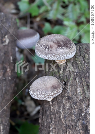 原木シイタケ 108967500